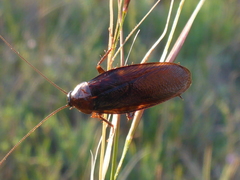 Parcoblatta americana