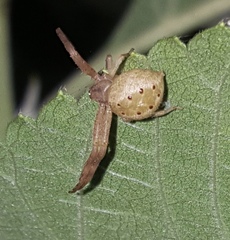 Isaloides putus