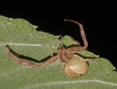 Isaloides putus