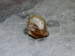 Ampullaceana balthica
