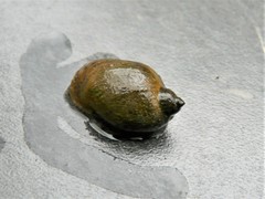 Ampullaceana balthica