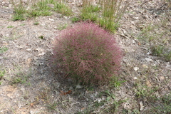 Cycloloma atriplicifolium