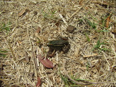 Lithobates spectabilis