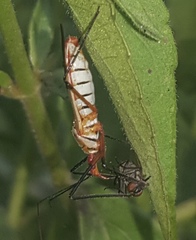 Zelus grassans