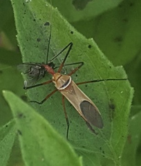 Zelus grassans