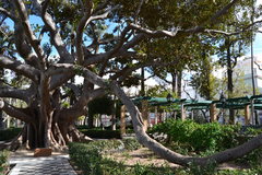 Ficus macrophylla