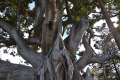Ficus macrophylla