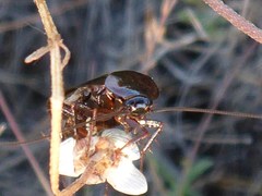 Parcoblatta americana