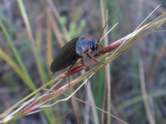 Parcoblatta americana