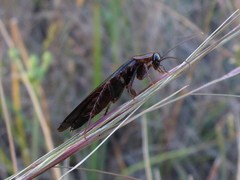 Parcoblatta americana