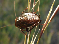 Parcoblatta americana