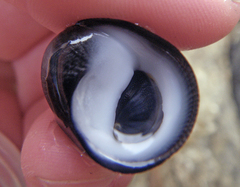 Nerita atramentosa