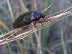 Parcoblatta americana