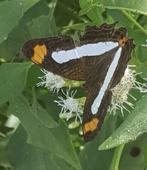 Adelpha iphicleola iphicleola
