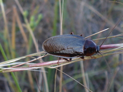 Parcoblatta americana