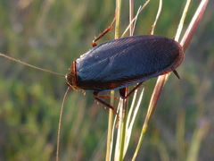 Parcoblatta americana
