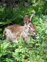 Sylvilagus floridanus