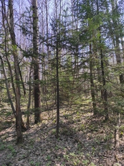 Abies sibirica