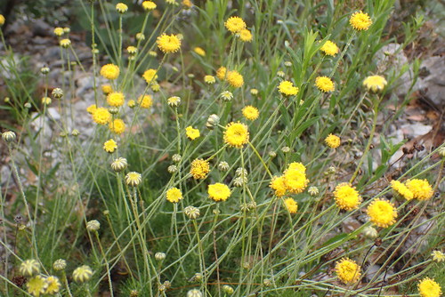longstalk greenthread (Thelesperma longipes)