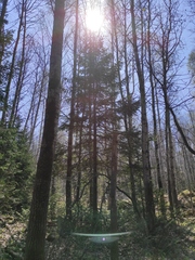 Abies sibirica