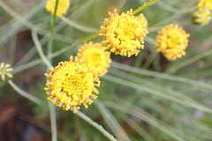 Thelesperma longipes