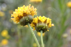 Thelesperma longipes