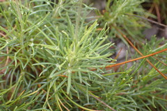 Thelesperma longipes