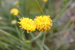 Thelesperma longipes