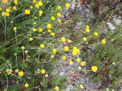 Thelesperma longipes