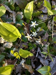 Coptis trifolia