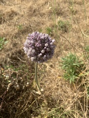 Allium
