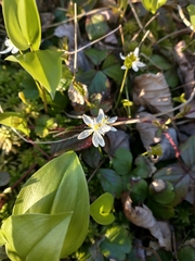 Coptis trifolia