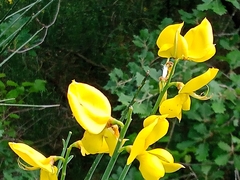 Genista hispanica