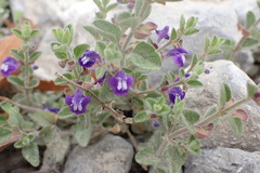 Scutellaria potosina