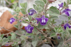 Scutellaria potosina