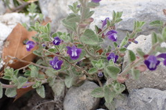 Scutellaria potosina