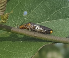 Homalodisca ichthyocephala