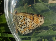 Melitaea pseudornata