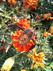 Petascelis remipes