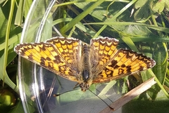 Melitaea pseudornata