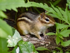 Tamias striatus