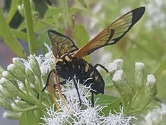 Isanthrene perboscii