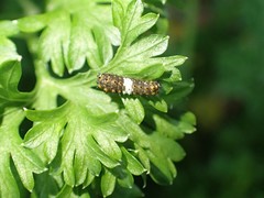 Papilio polyxenes asterius