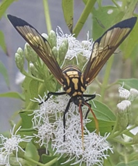 Isanthrene perboscii