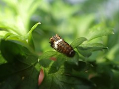 Papilio polyxenes asterius