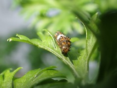 Papilio polyxenes asterius