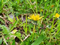 Taraxacum lacistophyllum