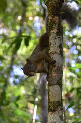 Sciurus aestuans ingrami