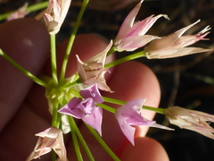 Allium unifolium