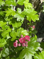 Crataegus monogyna